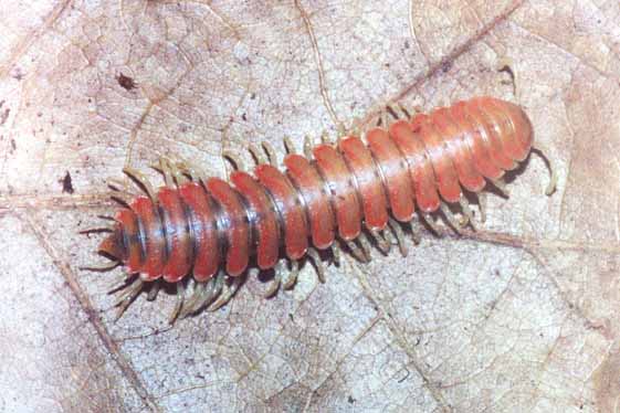 ���������� ���������� Motyxia sequoia