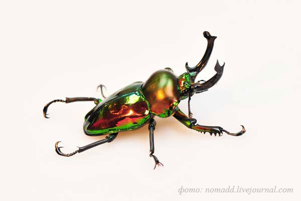 �������� ���-����� Phalacrognathus muelleri