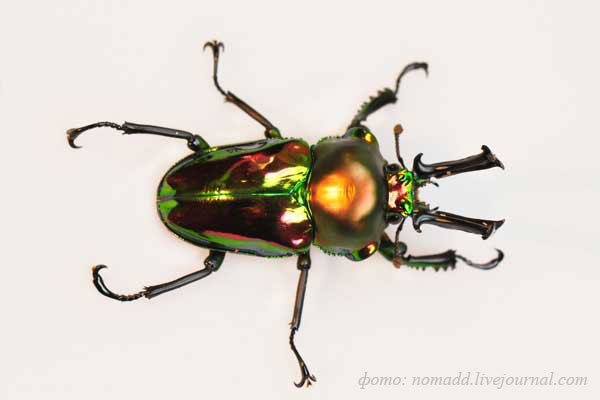 �������� ���-����� Phalacrognathus muelleri