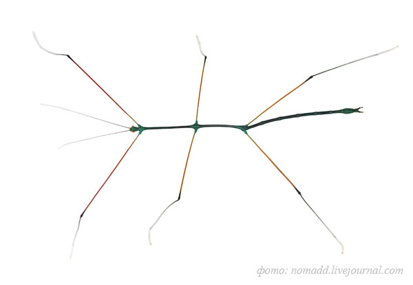 �������� (Ramulus nematodes �Blue�)