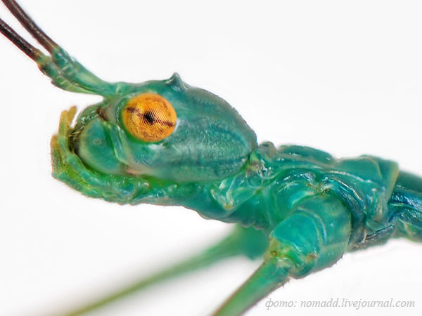 �������� (Ramulus nematodes �Blue�)