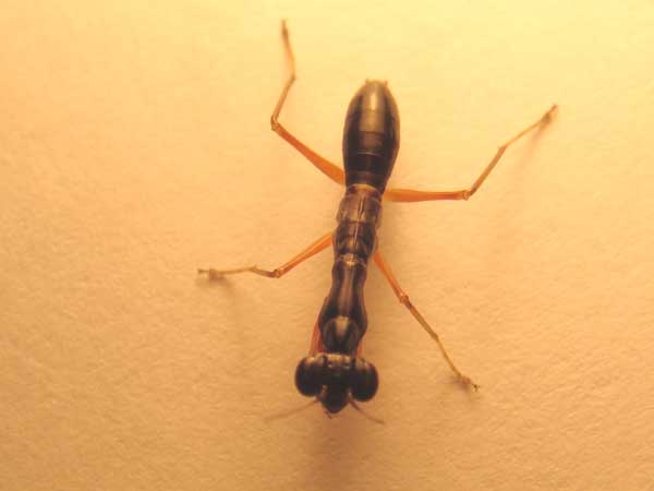 ������� L2 ����������� �������� (Odontomantis sp.)