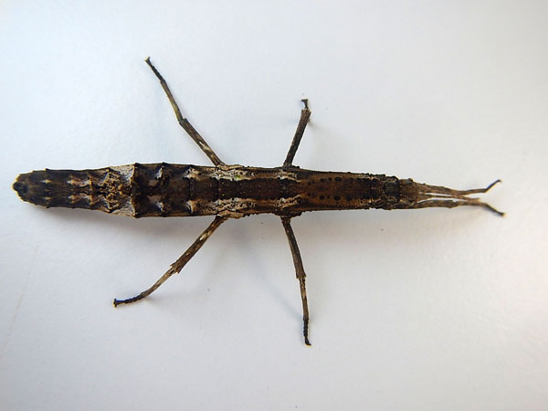 ������� ������ ��������� ��������� (Orestes mouhotii)