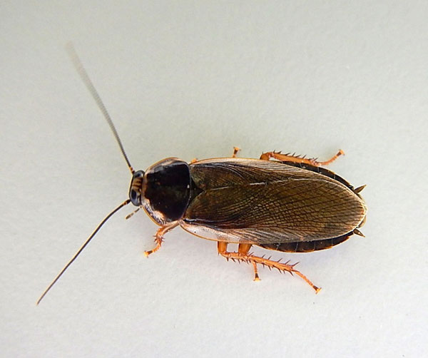 ������� ������� Phoetalia pallida
