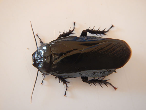 ������� Panesthia sp. 1 Cambodia