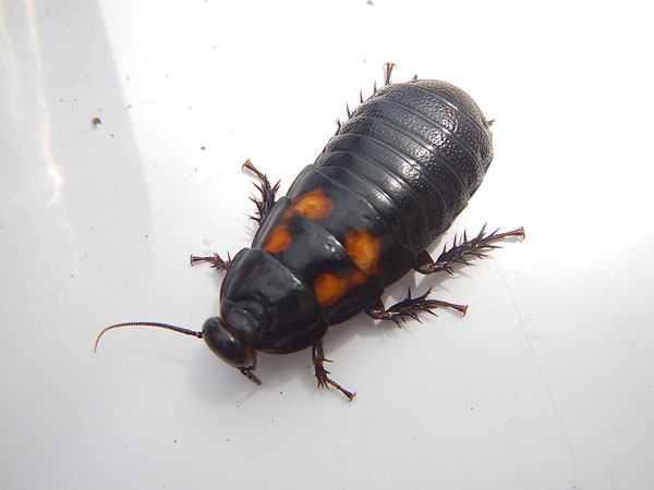 ������� �������� Panesthia sp. 1 Cambodia