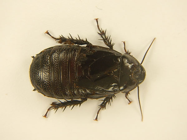 ������� Panesthia sp. 2 Cambodia