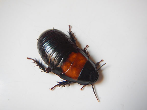 ������� �������� Panesthia sp. 2 Cambodia