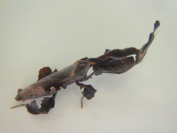 ����� ��������-�������� (Phyllocrania paradoxa)