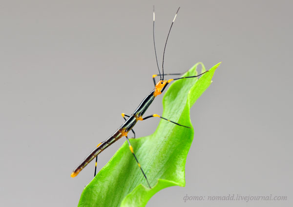 ������� ��������� ����������� (Oreophoetes peruana)