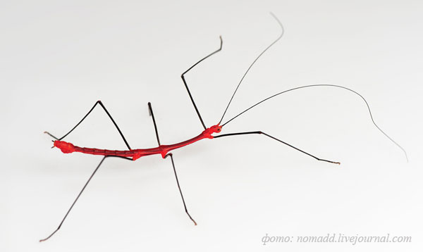 ����� ��������� ����������� (Oreophoetes peruana), �����