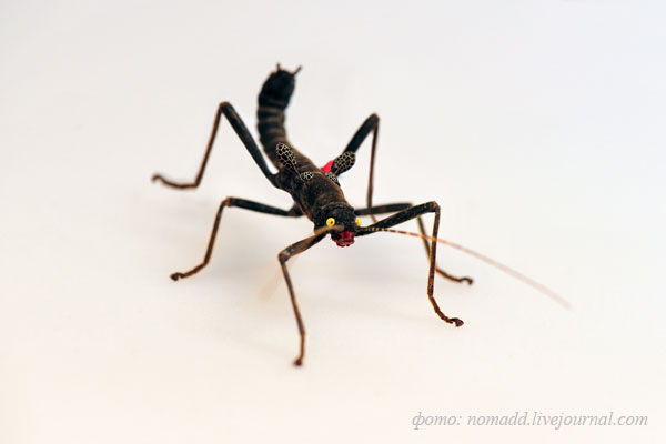 �������� ������������� (Peruphasma schultei)