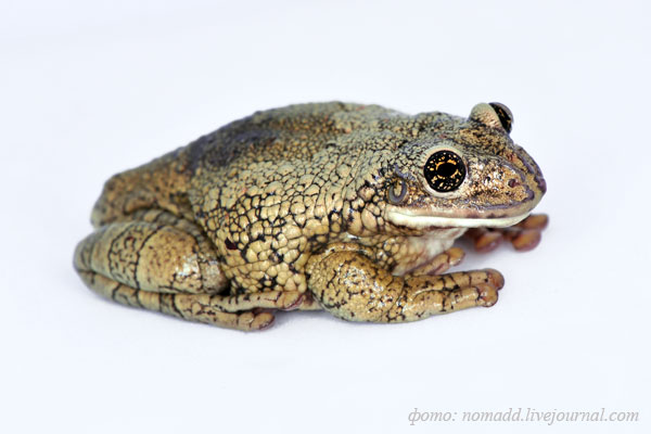 ��������������� ���������� ������ Phrynohyas sp.