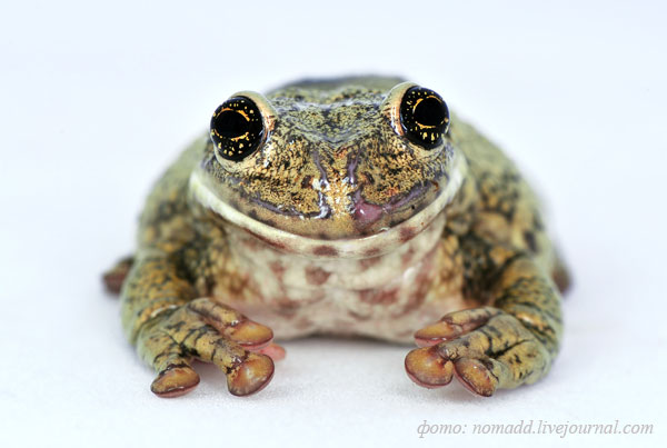 ��������������� ���������� ������ Phrynohyas sp.