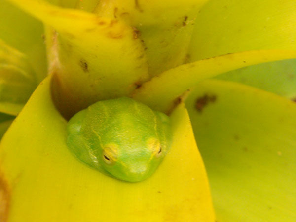 ���������� ��������� (Hyperolius pictus)