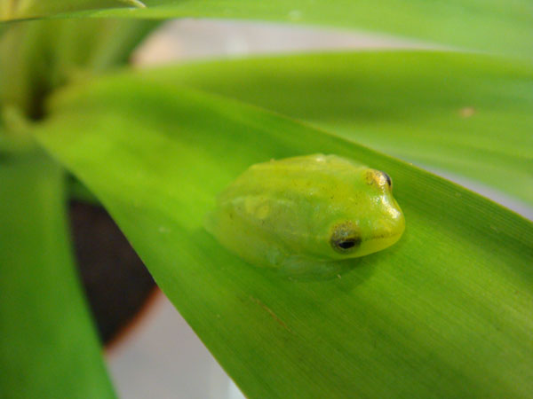 ���������� ��������� (Hyperolius pictus)
