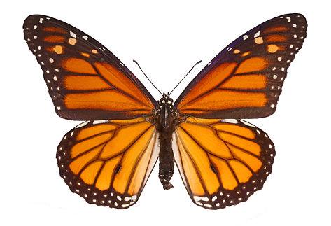 ������� ������ (Danaus plexippus)