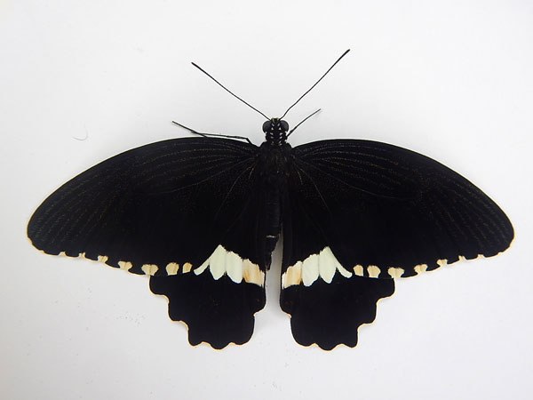 �������� ����� (Papilio polytes)