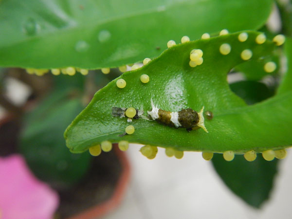 �������� L2 ��������� ������ (Papilio polytes)