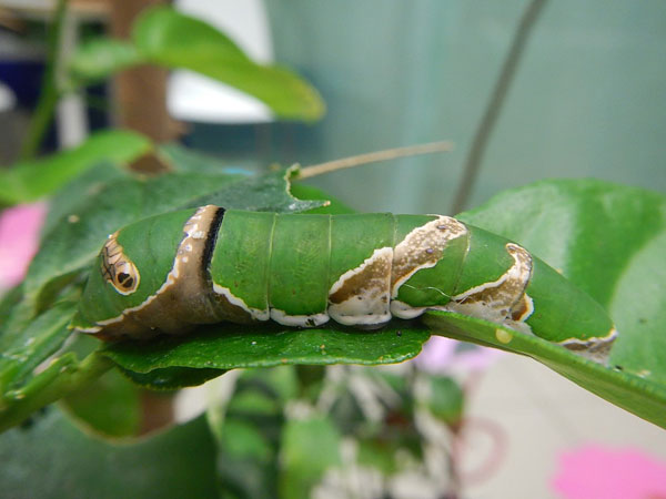 Гусеница L5 парусника полита (Papilio polytes)