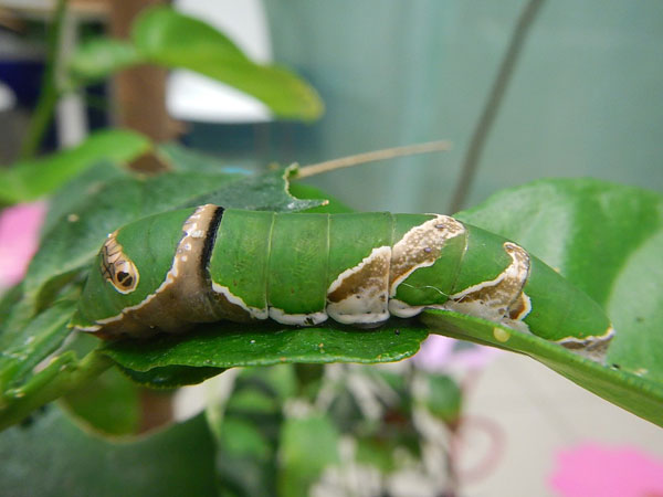 �������� L5 ��������� ������ (Papilio polytes)