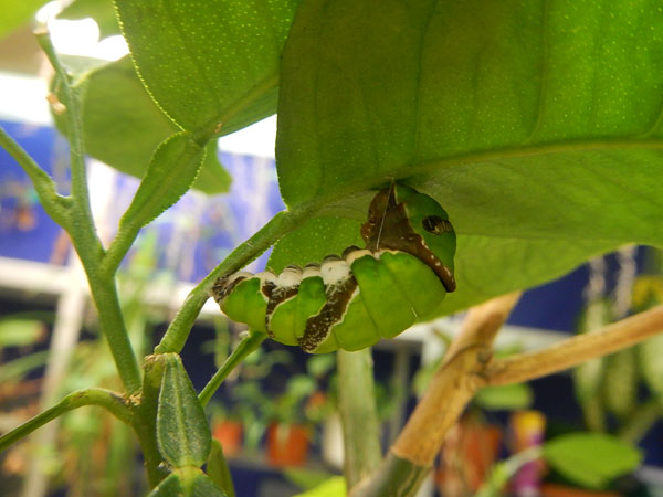 ����������� ��������� ������ (Papilio polytes)
