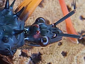 Голова гигантского колючего клопа-хищнеца Рlatymeris biguttatus