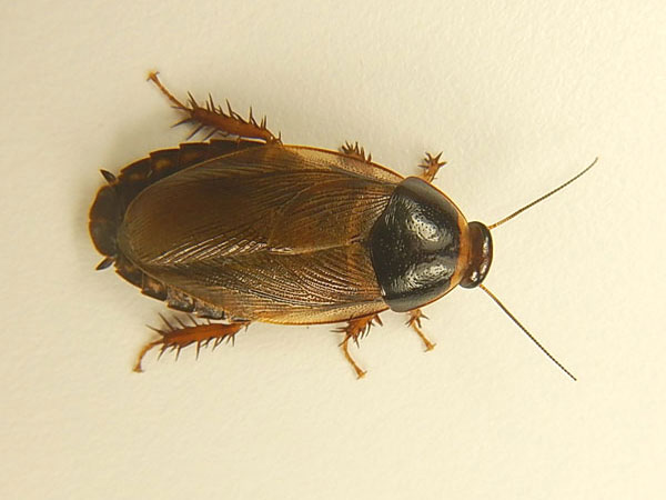 ������� Pycnoscelus surinamensis