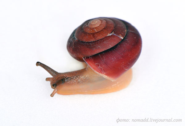 ���������� ������ Quantula striata
