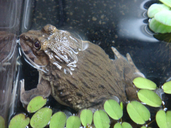 ��������� ����� ������� (Hoplobatrachus rugulosus)