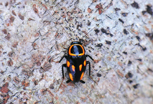 ������������� ������� Sundablatta sexpunctata