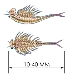 �������� Eubranchipus vernalis
