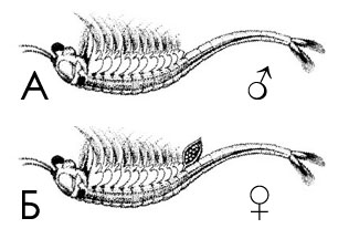 ������� ��������� � ��������� Eubranchipus vernalis
