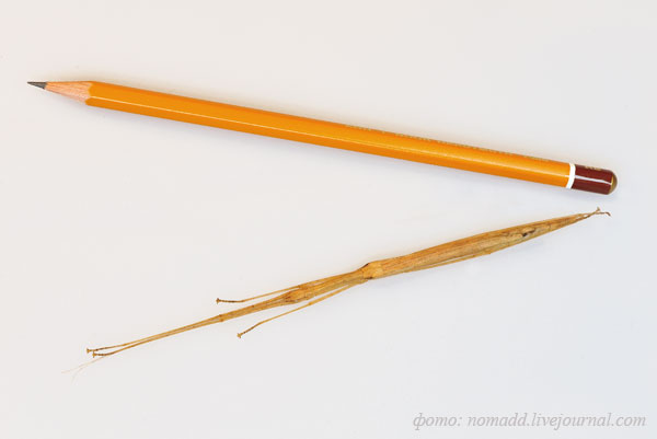 �������� ������������ ��������� (Sipyloidea sipylus)