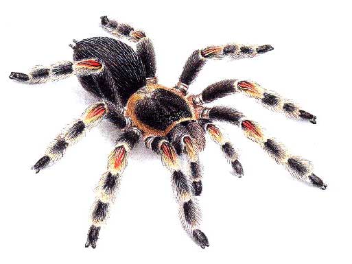 Brachypelma smithi