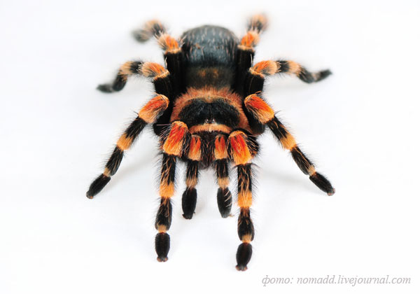 ТРОПИКАРИУМ | СУЩЕСТВА | BRACHYPELMA SMITHI