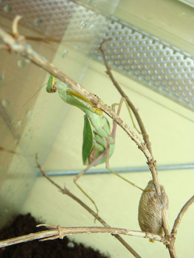 ����� ������������ �������� � ������� (Sphodromantis baccettii)