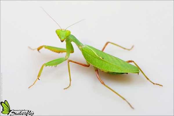 ����������� ������� (Sphodromantis baccettii)