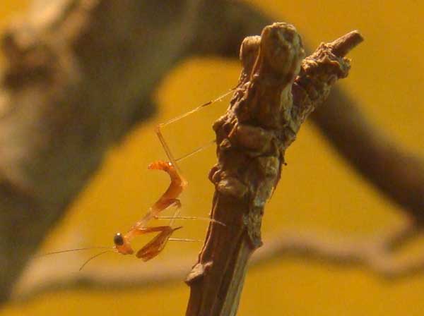 ����� ������������ �������� (Sphodromantis baccettii)