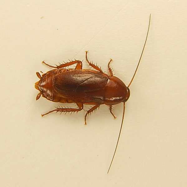 ������� Symploce sp.