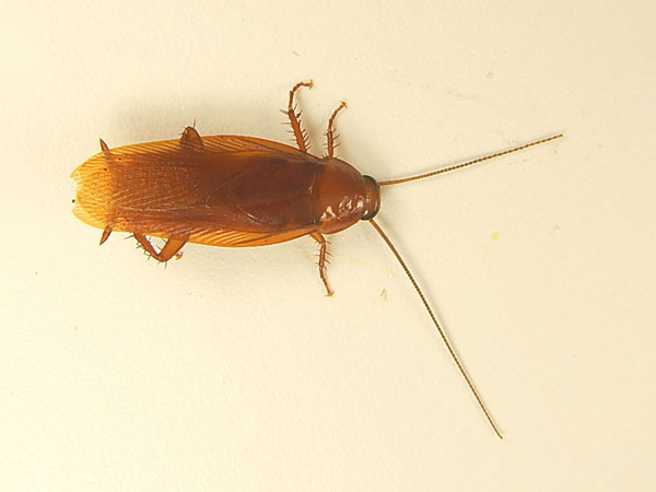 ������� Symploce sp.