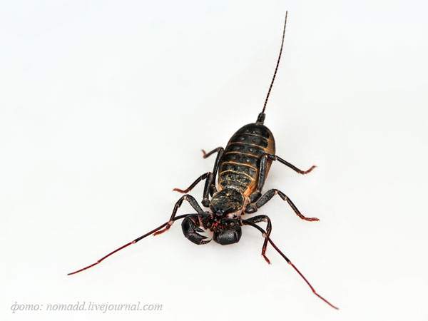 �������� �������� (�������) Typopeltis crucifer