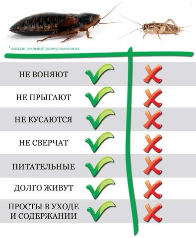 как разводить тараканов