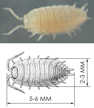     Trichorhina tomentosa